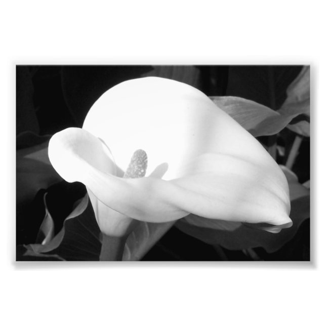 Photographic Print Cala Lily (Front)