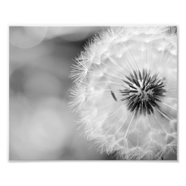 Photographic Print Dandelion (Front)