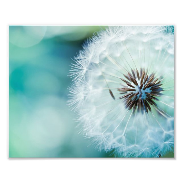 Photographic Print Dandelion (Front)