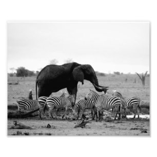 Photographic Print Elephant & Zebras