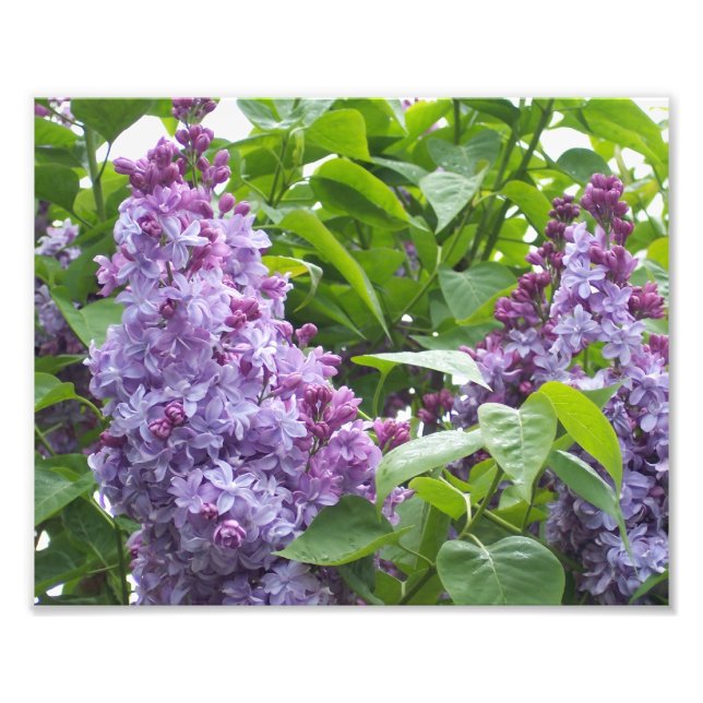 Photographic Print Lilacs (Front)