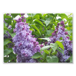 Photographic Print Lilacs