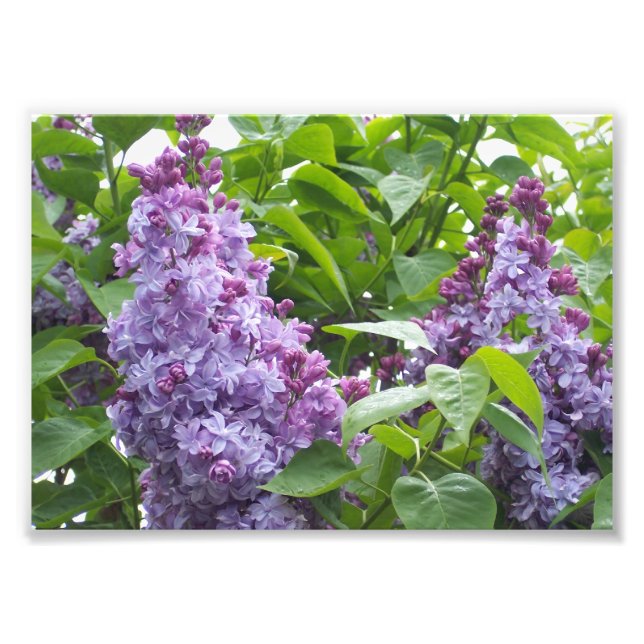 Photographic Print Lilacs (Front)