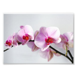 Photographic Print Pink Orchids