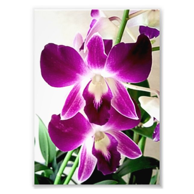 Photographic Print Purple Orchids (Front)