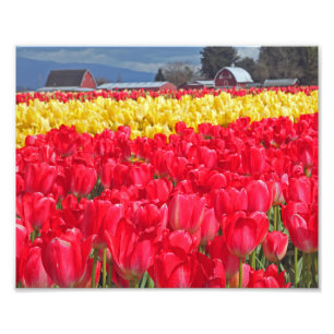 Photographic Print Red & Yellow Tulips