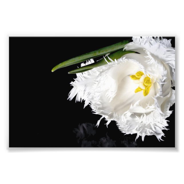Photographic Print Tulip (Front)