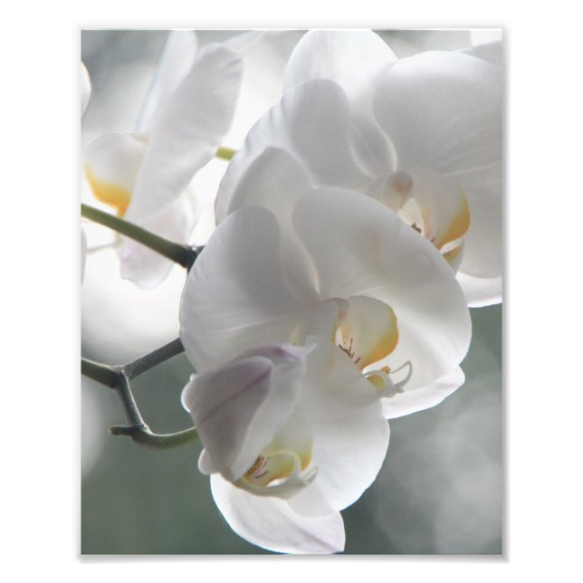 Photographic Print White Orchids (Front)