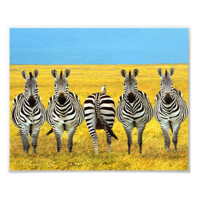 Photographic Print Zebras (Front)