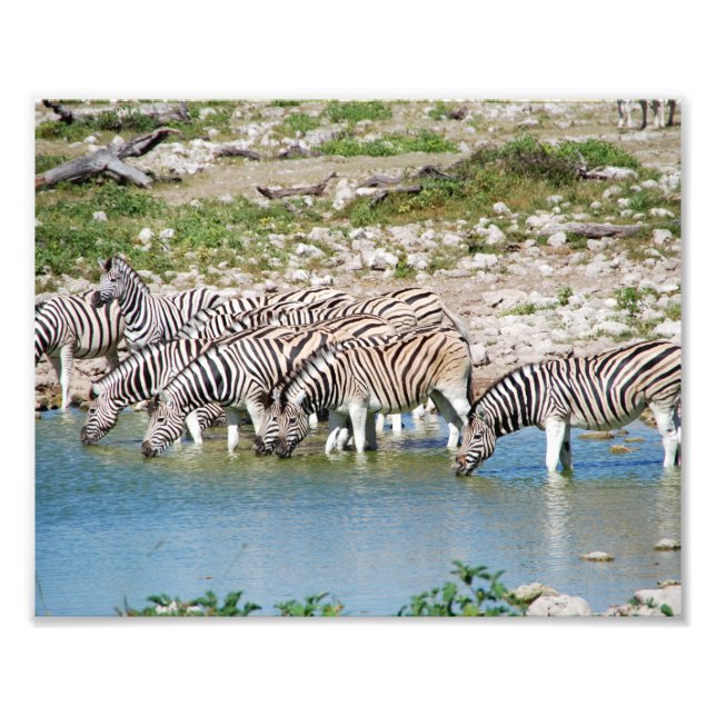 Photographic Print Zebras (Front)