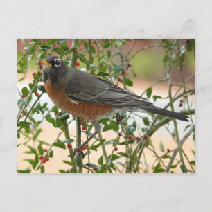 Photographs : birds - postcard