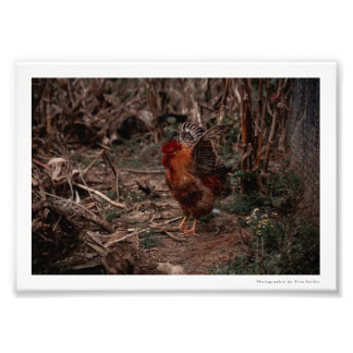 Photography Coq - Uekani - 17.7x12.7cm Photo Print