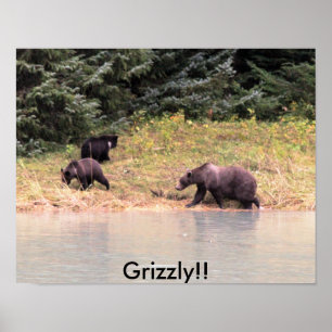 Photography of Mother Grizzly and 2 cubs Poster