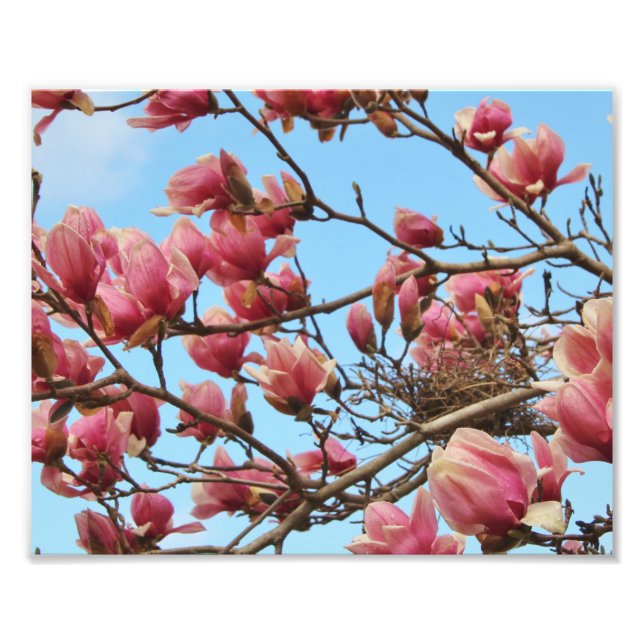 photography of pink blossoms with bird's nest photo print (Front)