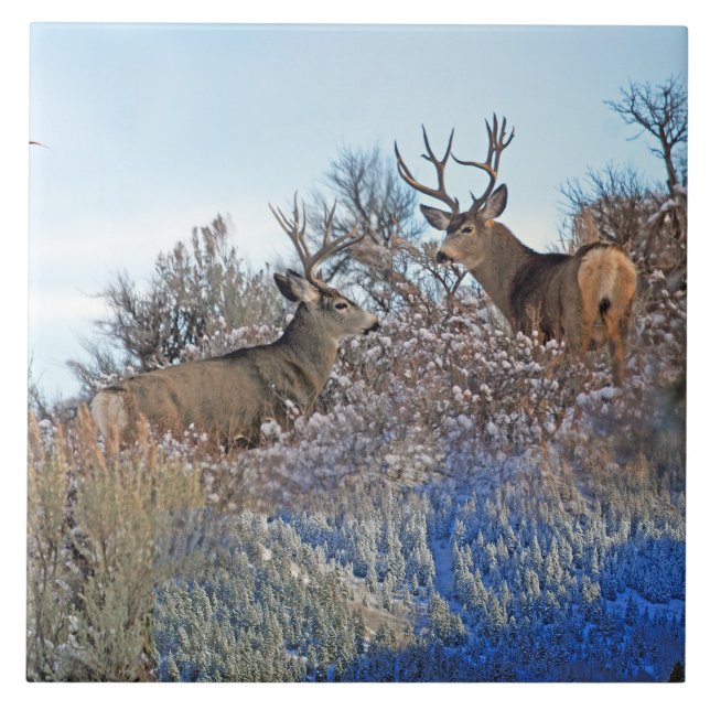 Photography photoshop wildlife art tile (Front)