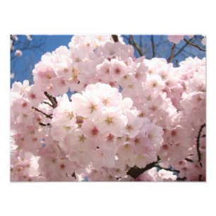 Photography prints nature Pink Tree Blossoms
