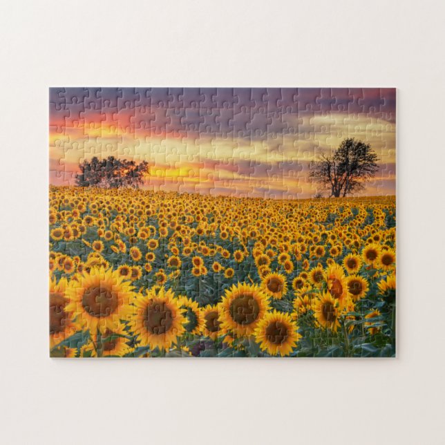 Photography Sunflower Field Complex Jigsaw Puzzles (Horizontal)