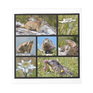 Photos mosaic Alpine marmots and edelweiss Notepad