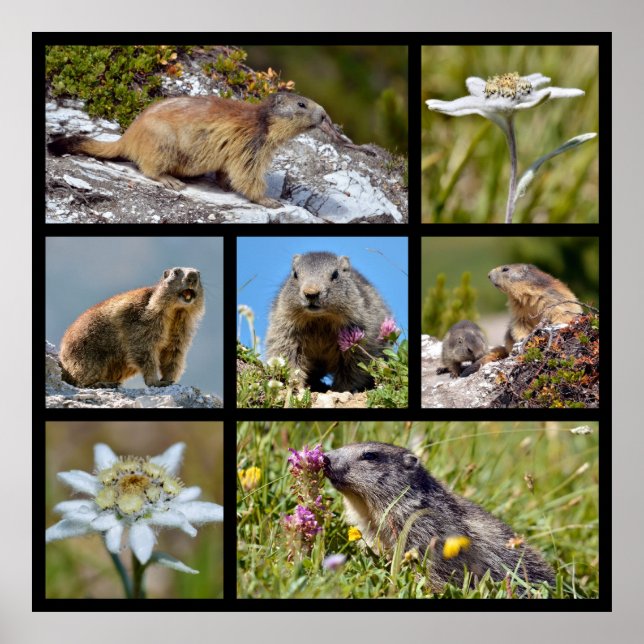 Photos mosaic Alpine marmots and edelweiss Poster (Front)
