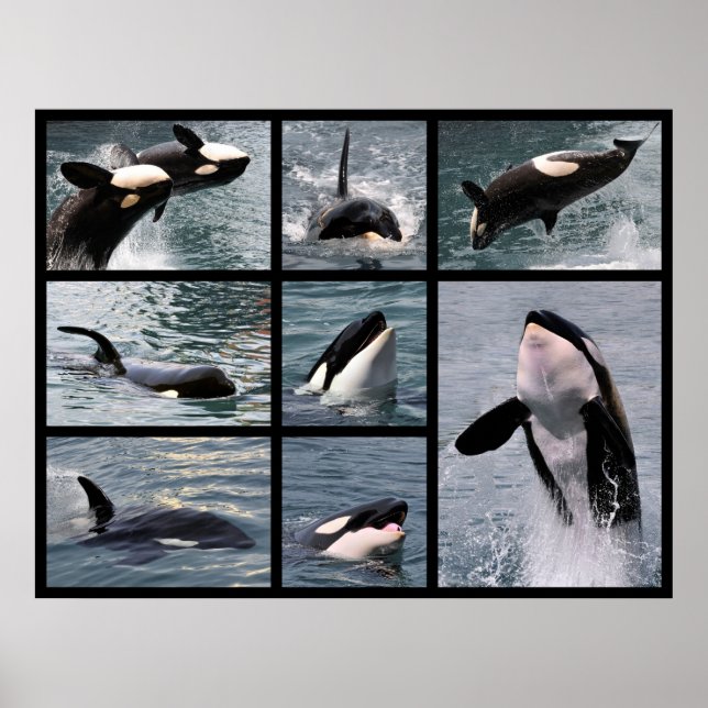 Photos multiple of killer whales poster (Front)