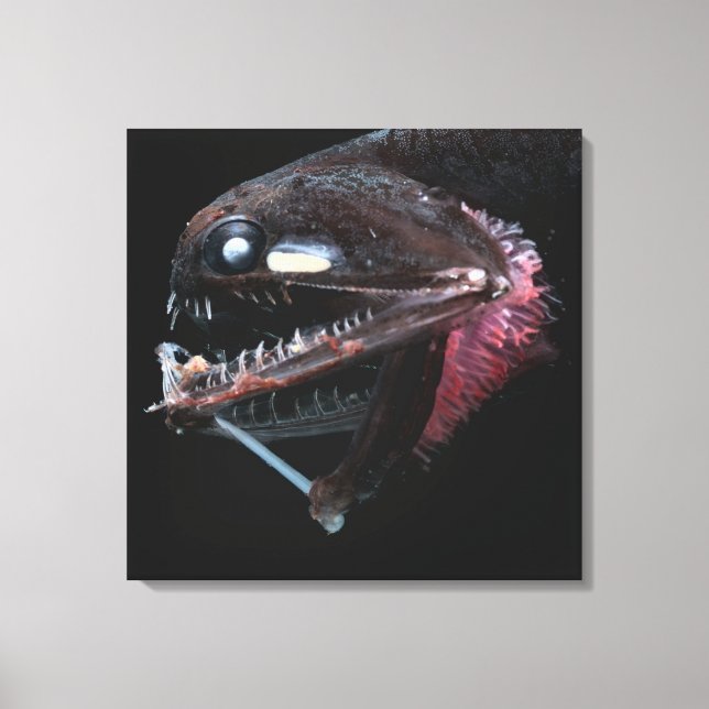 Photostomias Guernei Canvas Print (Front)