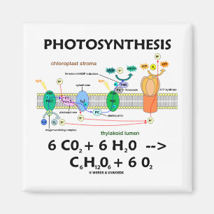 Photosynthesis (Carbon Dioxide + Water) Magnet