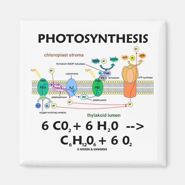 Photosynthesis (Carbon Dioxide + Water) Magnet (Front)