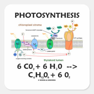 Photosynthesis (Chemical Formula) Square Sticker