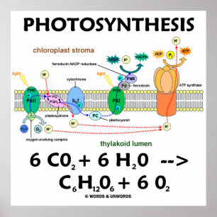 Photosynthesis (Light-Dependant) Chemical Equation Poster