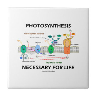 Photosynthesis Necessary For Life Light-Dependant Tile