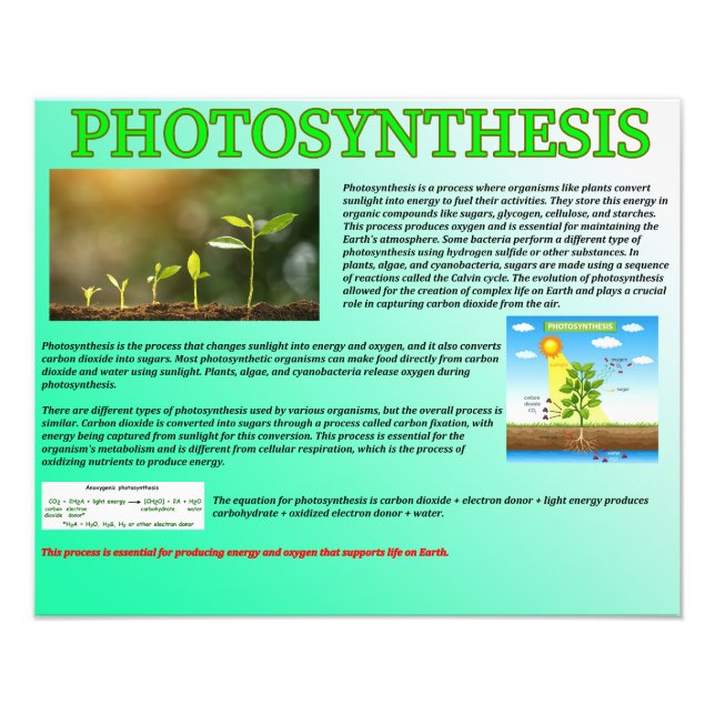 Photosynthesis Photo Print (Front)