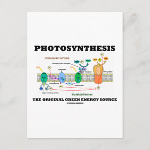 Photosynthesis The Original Green Energy Source Postcard