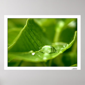 photosynthesize poster