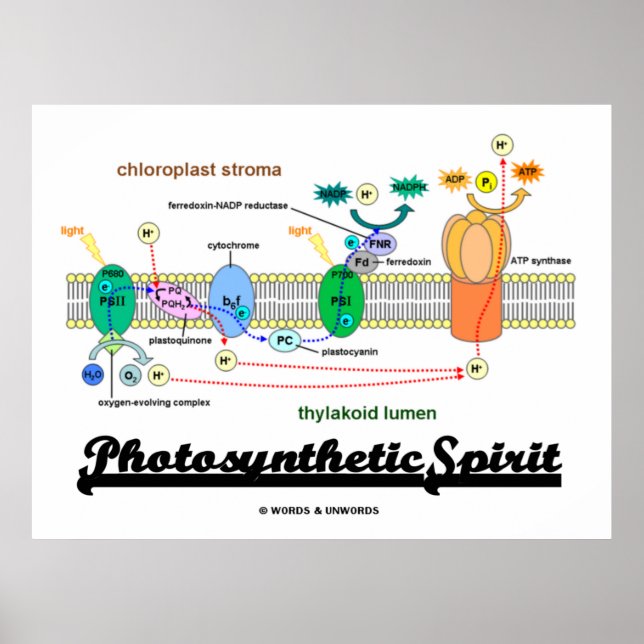 Photosynthetic Spirit (Biochemistry Attitude) Poster (Front)