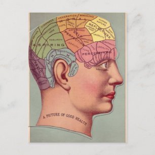 Phrenology Head in Colour Postcard