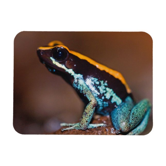 Phyllobates vittatus, a poison arrow frog magnet (Horizontal)