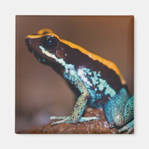 Phyllobates vittatus, a poison arrow frog magnet