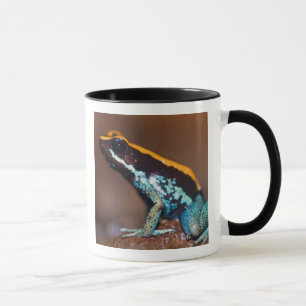 Phyllobates vittatus, a poison arrow frog mug