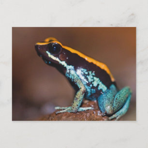 Phyllobates vittatus, a poison arrow frog postcard