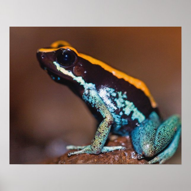 Phyllobates vittatus, a poison arrow frog poster (Front)