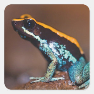 Phyllobates vittatus, a poison arrow frog square sticker