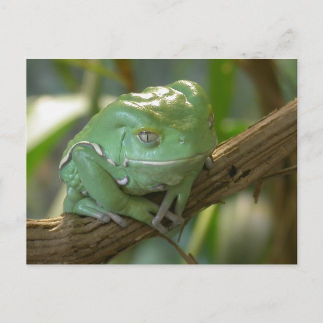 Phyllomedusa sauvagii postcard (Front)