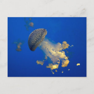 Phyllorhiza punctata postcard