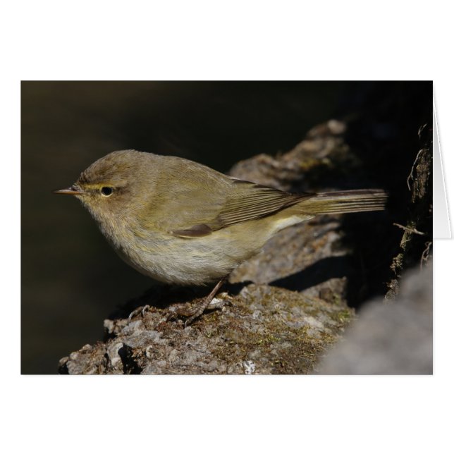 Phylloscopus collybita (Front Horizontal)