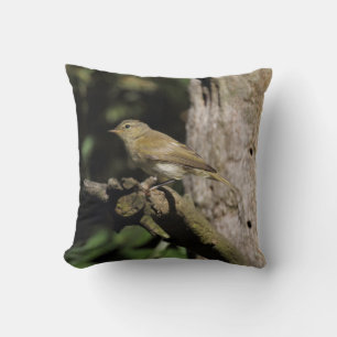 Phylloscopus collybita cushion