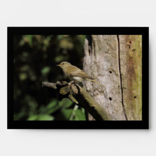 Phylloscopus collybita envelope
