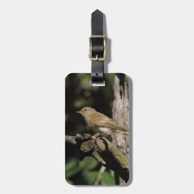 Phylloscopus collybita luggage tag (Front Vertical)