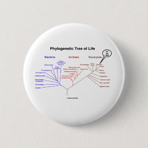 Phylogenetic Tree Of Life - You Are Here (Biology) 6 Cm Round Badge