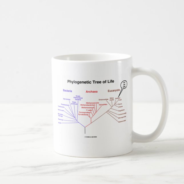 Phylogenetic Tree Of Life - You Are Here (Biology) Coffee Mug (Right)