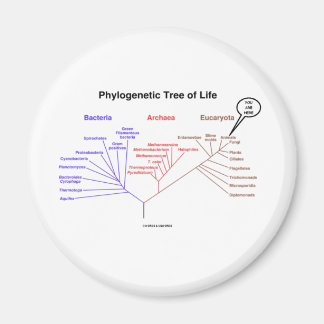 Phylogenetic Tree Of Life - You Are Here (Biology) Magnet